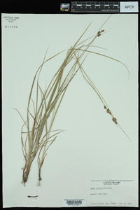 Carex bushii image