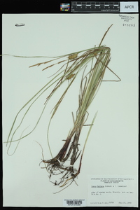 Carex bullata image