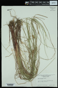 Carex bullata image