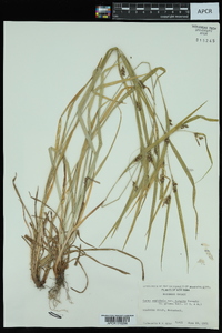 Carex amphibola var. turgida image