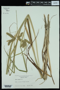 Carex comosa image