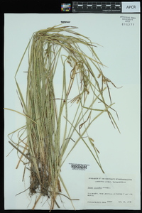 Carex conoidea image