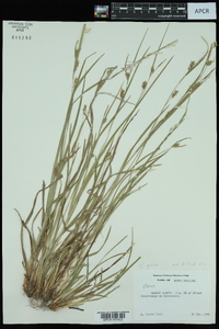 Carex grisea image