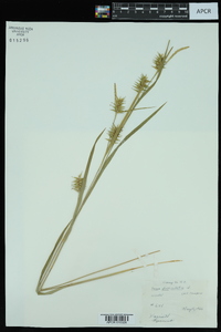 Carex folliculata image