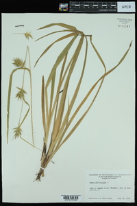 Carex folliculata image