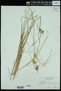 Carex flava image