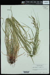 Carex debilis var. rudgei image