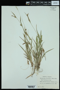 Carex flaccosperma image