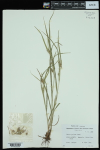 Carex grisea image