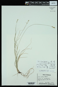 Carex texensis image