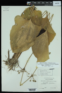 Echinodorus cordifolius subsp. cordifolius image