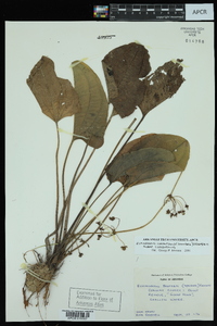 Echinodorus cordifolius subsp. cordifolius image