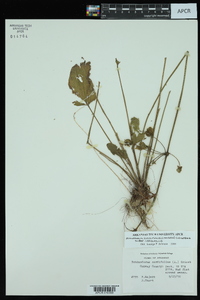Echinodorus cordifolius subsp. cordifolius image