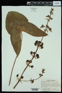 Sagittaria australis image