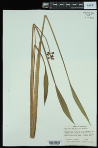 Sagittaria subulata image