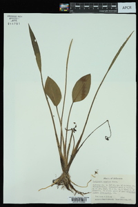 Sagittaria graminea image