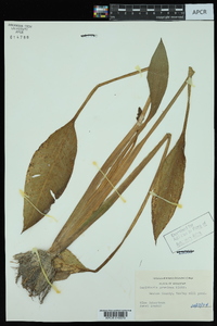 Sagittaria graminea image