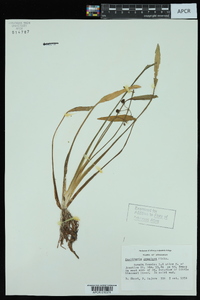 Sagittaria graminea image