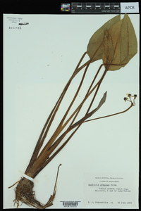 Sagittaria graminea image