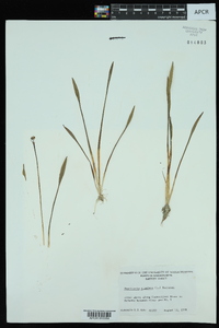 Sagittaria graminea image