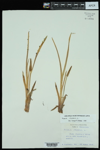 Acorus calamus image