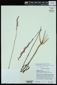 Spiranthes vernalis image