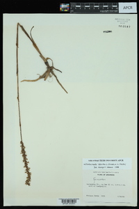 Spiranthes vernalis image