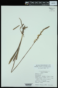 Spiranthes vernalis image