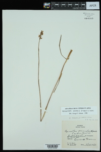 Spiranthes vernalis image