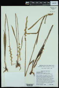 Spiranthes vernalis image