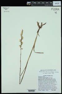 Spiranthes vernalis image