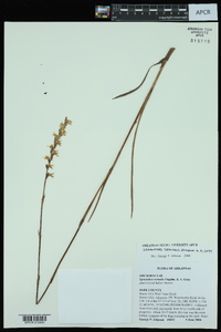 Spiranthes vernalis image