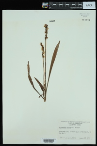 Spiranthes cernua image