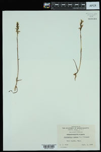 Spiranthes cernua image