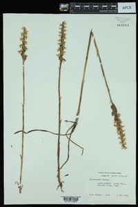 Spiranthes cernua image