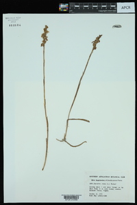 Spiranthes cernua image