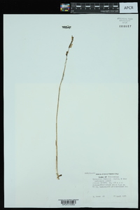 Spiranthes vernalis image