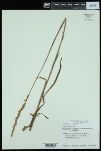 Spiranthes vernalis image