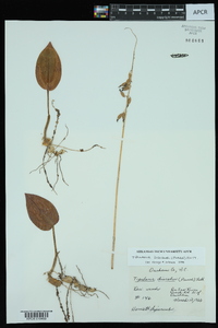 Tipularia discolor image