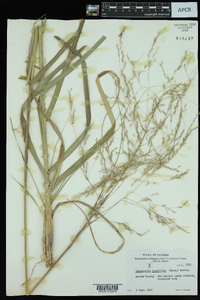 Calamovilfa longifolia image