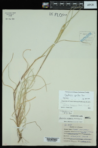 Cenchrus spinifex image