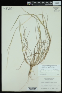 Cenchrus spinifex image