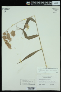 Chasmanthium latifolium image