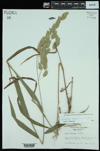 Chasmanthium latifolium image