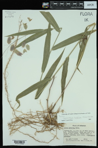 Chasmanthium latifolium image