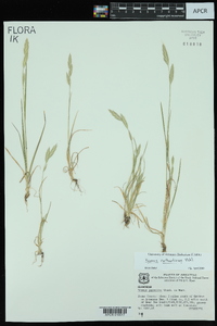 Bromus catharticus image