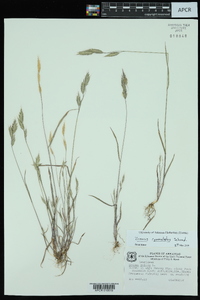 Bromus commutatus image