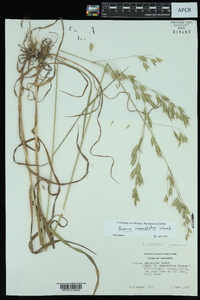 Bromus commutatus image