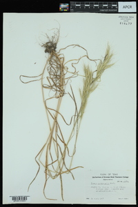 Bromus macrostachys image