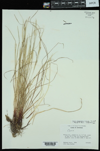 Carex oligocarpa image